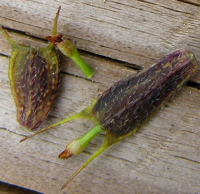 Bidens frondosa / Forbicina peduncolata